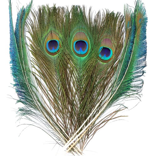 20pcs real natural peacock - natural,