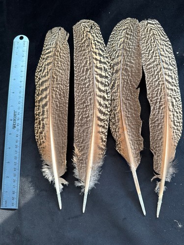 Peacock secondary feathers for - secondary,
