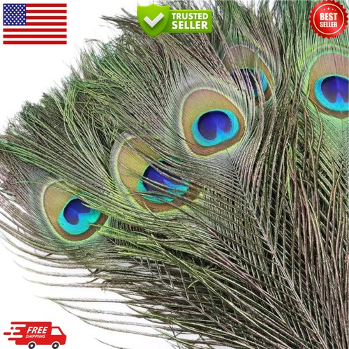 Pcs peacock feathers in - pcs,