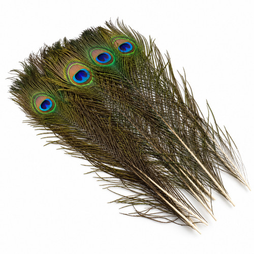 Peacock feathers 18 - peacock,
