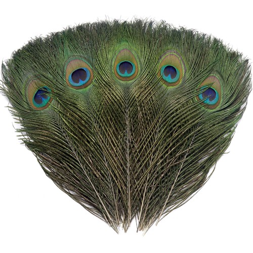 Pcs real natural peacock - 12,