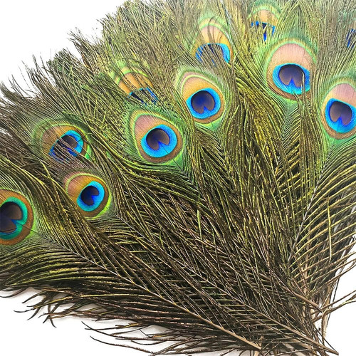 Pcs peacock feathers in - 30,